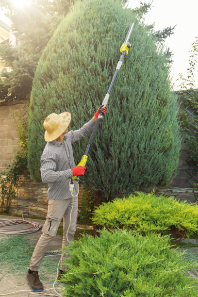 How Our Tree Care Process Works  in  Seymour, TX